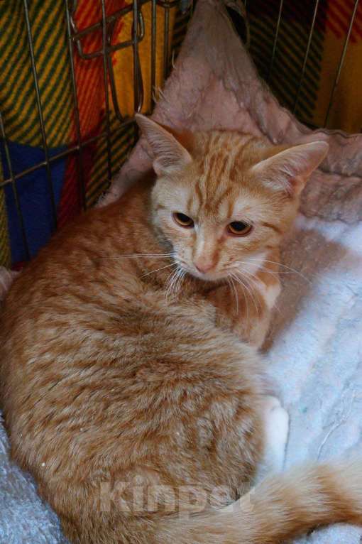 Кошки в Санкт-Петербурге: Рыжий котенок-мальчик в добрые руки Мальчик, Бесплатно - фото 5