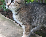 Кошки в Энгельс: Котята ищут дом Девочка, 10 руб. - фото 4