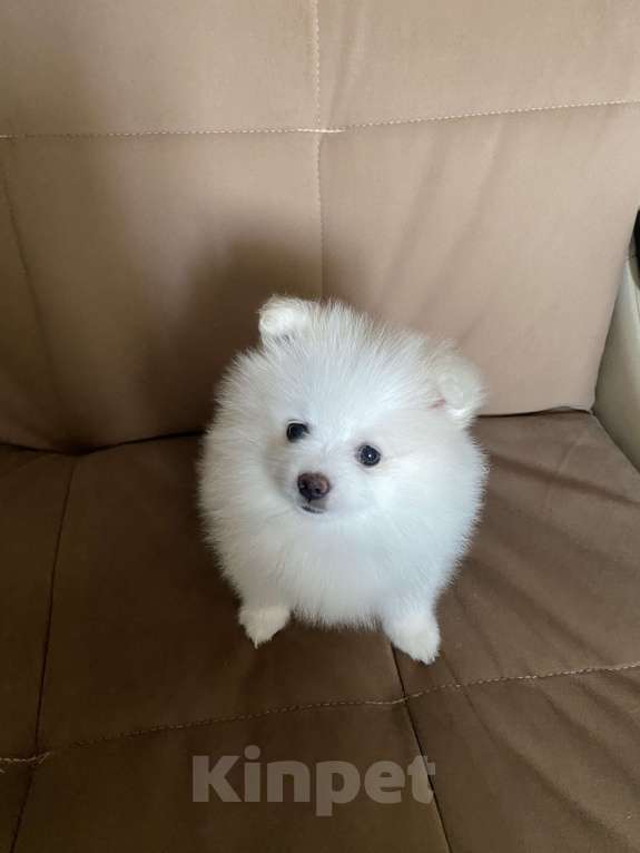 Собаки в Ногинске: Померанский шпиц девочки Девочка, 30 000 руб. - фото 3