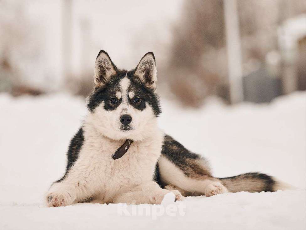Собаки в Лосином-Петровском: Шаман якутенок Мальчик, Бесплатно - фото 5