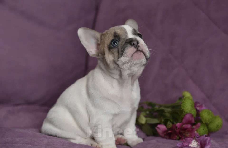 Собаки в других городах Воронежской области: Мальчик французский бульдог  Мальчик, 55 000 руб. - фото 5
