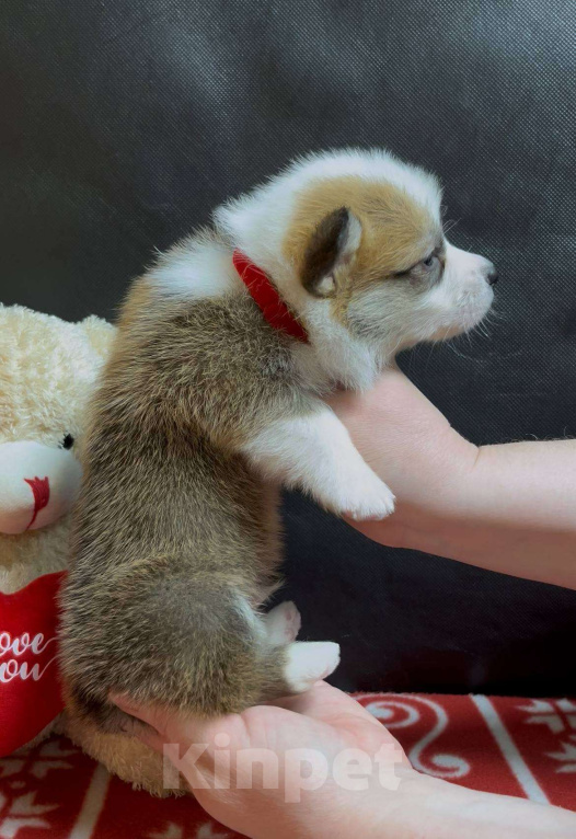 Собаки в других городах Московской области: Вельш корги пемброк мальчик без хвостика  Мальчик, 50 000 руб. - фото 1