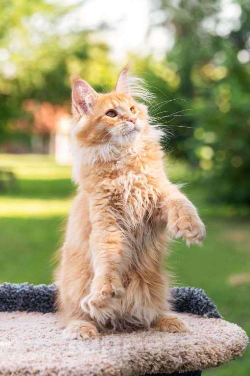 Кошки в Краснодаре: Котенок Мейн-Кун Мальчик, 50 000 руб. - фото 1