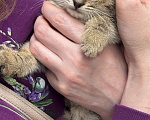Кошки в Химках: Котенок Девочка, Бесплатно - фото 2