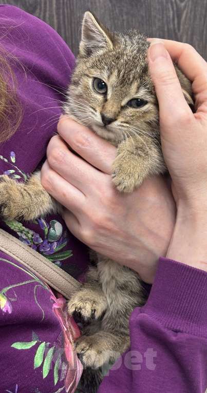 Кошки в Химках: Котенок Девочка, Бесплатно - фото 2