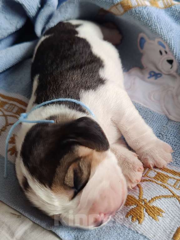 Собаки в Москве: Щенки бигля родились 01.03.2025. от клубных родителей с документами РКФОткрыто бронирование. Мальчик, 50 000 руб. - фото 6