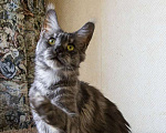 Кошки в Москве: Мейн кун, кошечка. Девочка, 6 000 руб. - фото 2