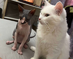 Кошки в Тюмени: Белый кот (глухой) Мальчик, Бесплатно - фото 1