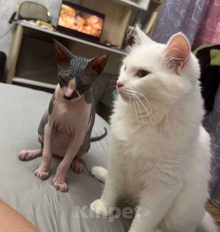 Кошки в Тюмени: Белый кот (глухой) Мальчик, Бесплатно - фото 1