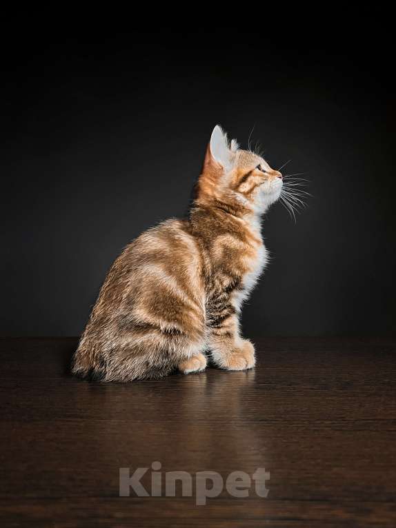 Кошки в Москве: Котята курильского бобтейла короткошерстные  Девочка, Бесплатно - фото 4