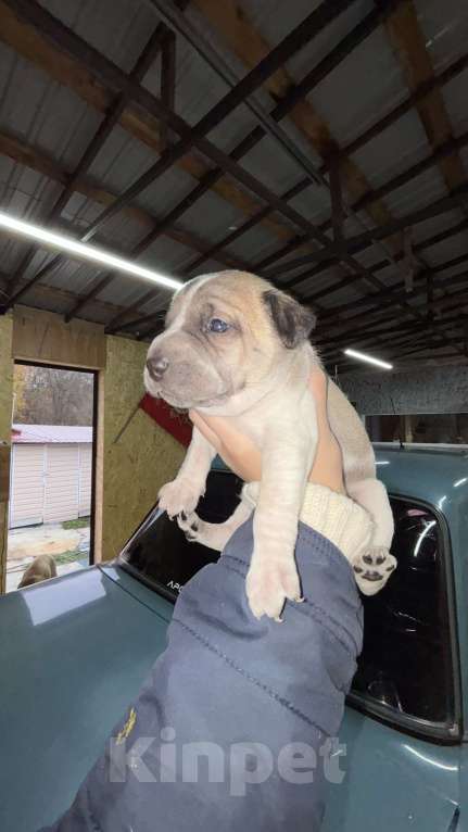 Собаки в Белгороде: Щенки в добрые руки Девочка, Бесплатно - фото 7