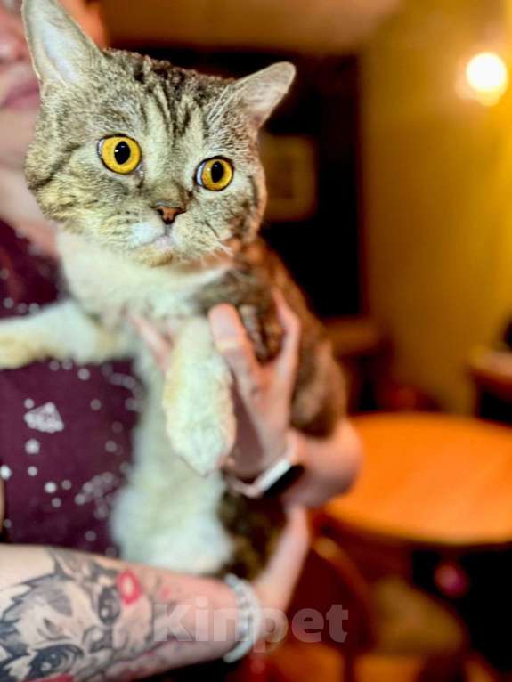 Кошки в Москве: Котик Бараш в добрые руки Мальчик, Бесплатно - фото 2