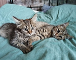Кошки в Иркутске: Котёнок ищет хозяина Мальчик, Бесплатно - фото 3
