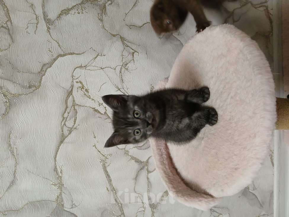 Кошки в Тольятти: Котенок скотишш страйт Мальчик, Бесплатно - фото 4