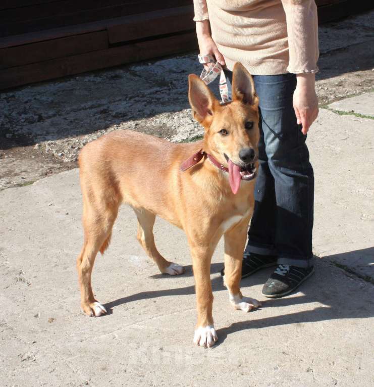 Собаки в Москве: Красавчик Лео очень хочет домой Мальчик, Бесплатно - фото 9