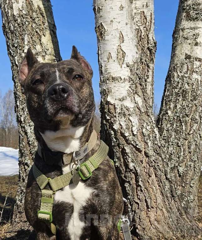 Собаки в Москве: собака в добрые руки амстафф Девочка, Бесплатно - фото 1
