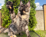 Кошки в Чехове: Мейн-кун котенок Девочка, 40 000 руб. - фото 4