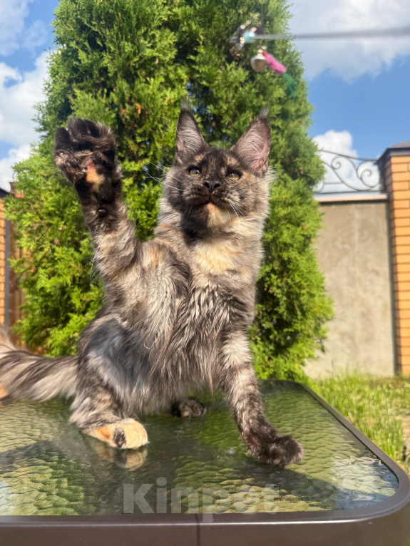 Кошки в Чехове: Мейн-кун котенок Девочка, 40 000 руб. - фото 4