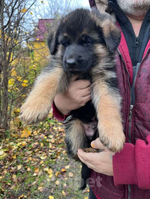 Собаки в Нижнем Новгороде: Щенки немецкой овчарки Девочка, Бесплатно - фото 5