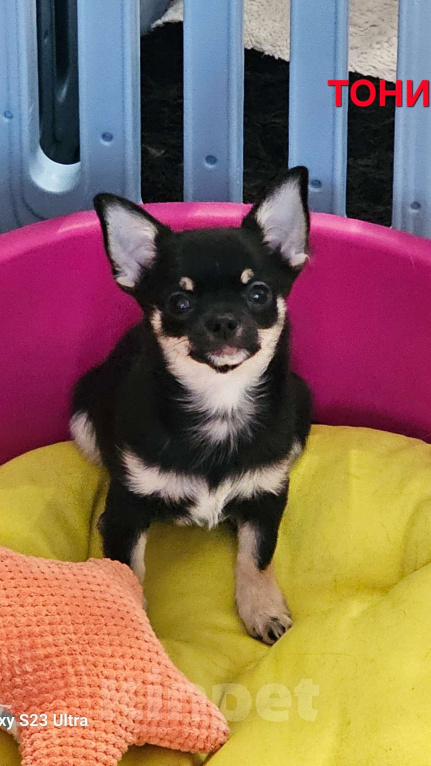 Собаки в других городах Челябинской области: Маленький мафиози Мальчик, 45 000 руб. - фото 2