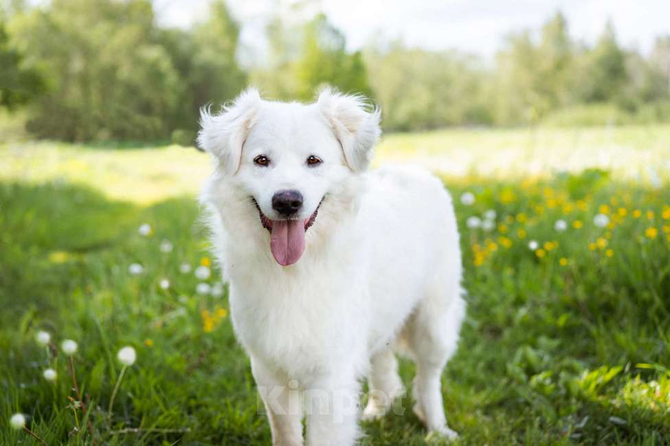 Собаки в Москве: Красивый ласковый парень в дар Мальчик, Бесплатно - фото 5