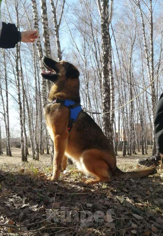 Собаки в Москве: Шериф Великолепный в Хорошие руки! Мальчик, Бесплатно - фото 4