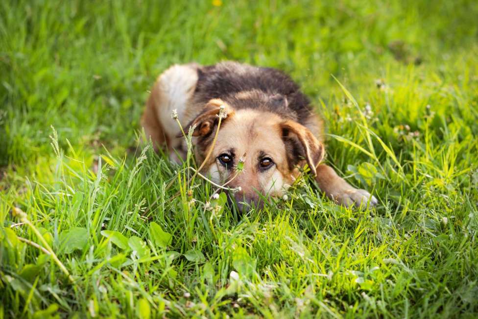 Собаки в Москве: Метис в добрые руки! Девочка, очень умная Девочка, Бесплатно - фото 3