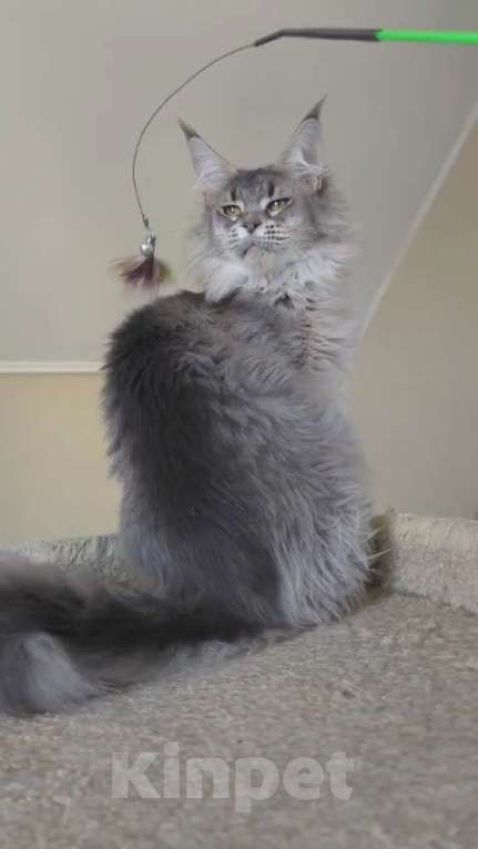 Кошки в Иваново: Котик мейн кун Мальчик, 45 000 руб. - фото 3