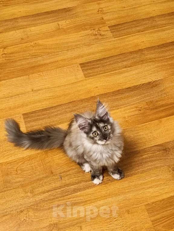 Кошки в Москве: Тихая роскошь Девочка, 65 000 руб. - фото 8