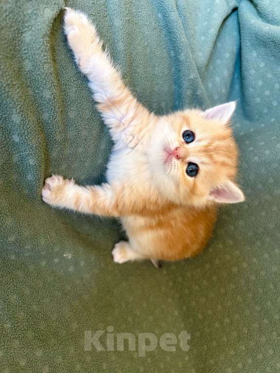 Кошки в Москве: Мальчик мрамор Золотая шиншилла Мальчик, 35 000 руб. - фото 5