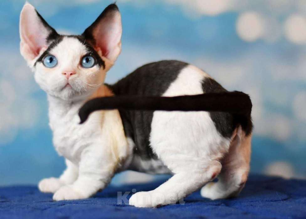 Кошки в Москве: Девочка ДГГ редкой породы (минскин) Девочка, 200 000 руб. - фото 1