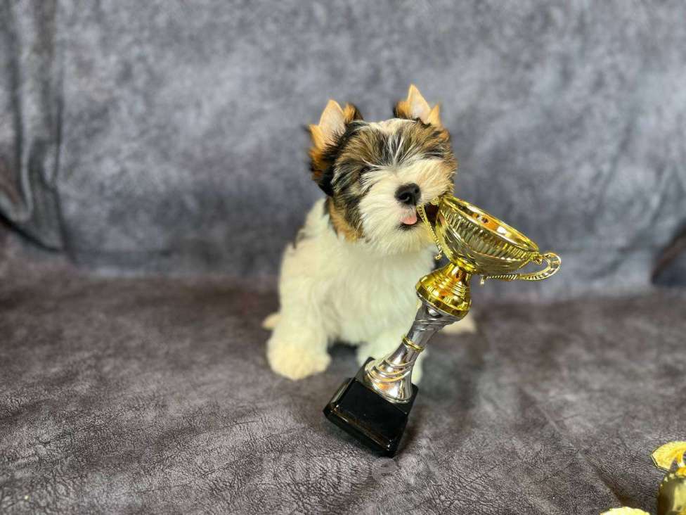 Собаки в Вологде: Игривый щенок бивер терьера Нэо. Предлагается в качестве друга, компаньона, члена семьи.  Мальчик, 50 000 руб. - фото 4