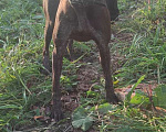 Собаки в Чебоксарах: Найдена собака Девочка, 5 руб. - фото 3