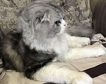 Кошки в Симферополе: Вязка кот Хайленд шотландец., 1 500 руб. - фото 3