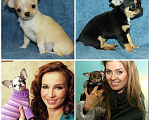 Собаки в Москве: Щенки чихуахуа мини, стандарт беби фейс, 50 000 руб. - фото 4
