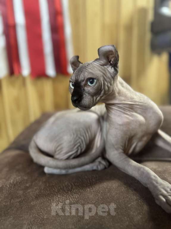 Кошки в Москве: Молодой кот эльф в разведение Мальчик, Бесплатно - фото 4