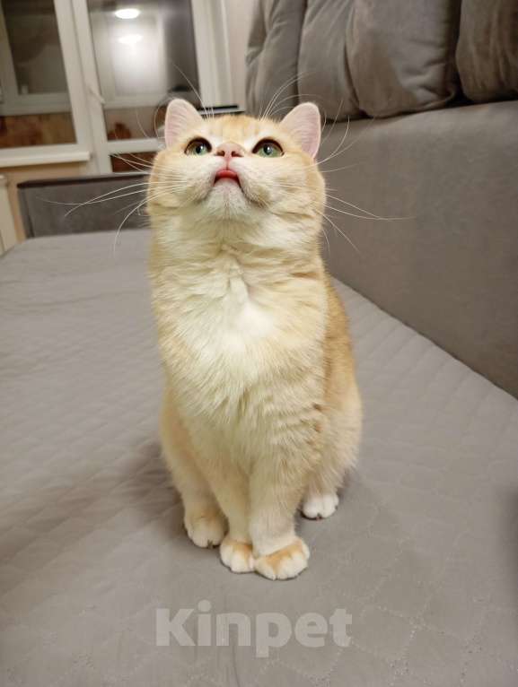 Кошки в Москве: Британская девочка Девочка, 70 000 руб. - фото 2