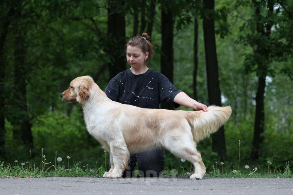 Собаки в Ростове-на-Дону: Золотистый ретривер - доставка в любой город! Мальчик, 60 000 руб. - фото 2