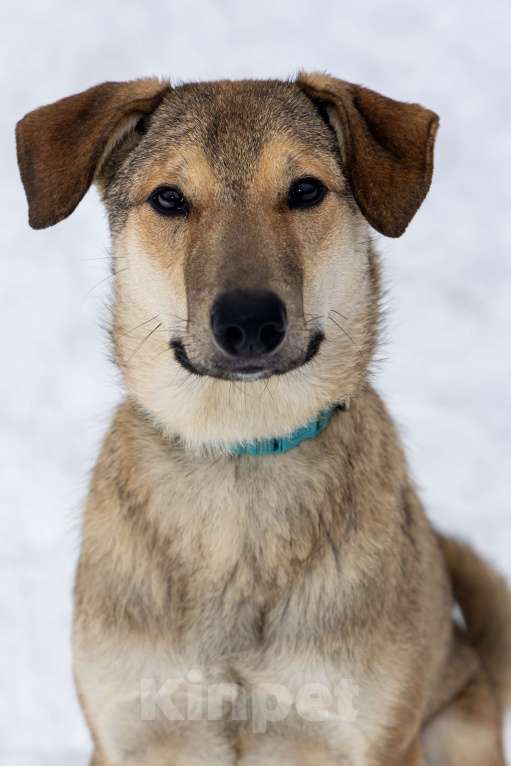 Собаки в Москве: Марсель в поиске надёжного дома Мальчик, Бесплатно - фото 8