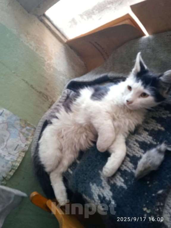 Кошки в Москве: ФИЛИМОН Мальчик, Бесплатно - фото 4