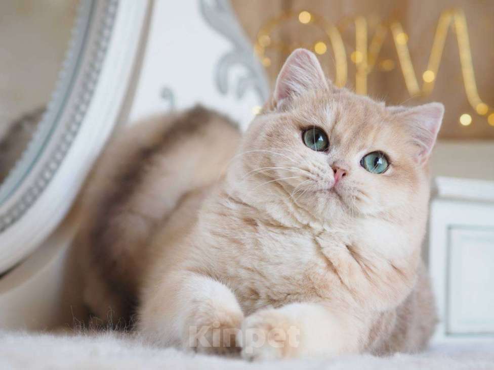 Кошки в Москве: Британский котенок Ява Девочка, 130 000 руб. - фото 6