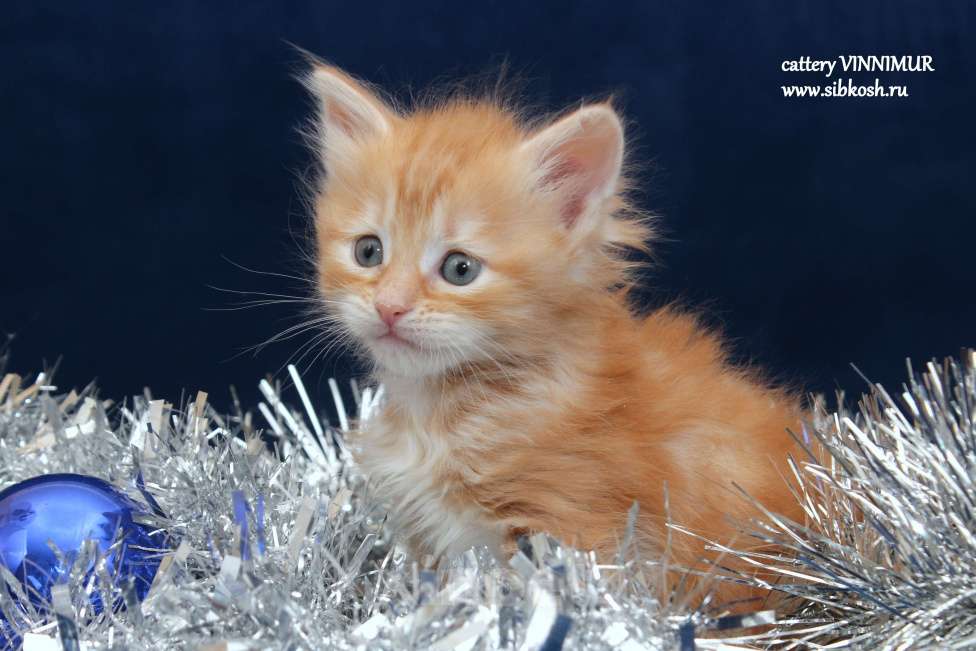 Кошки в Санкт-Петербурге: Сибирский котенок Девочка, Бесплатно - фото 4