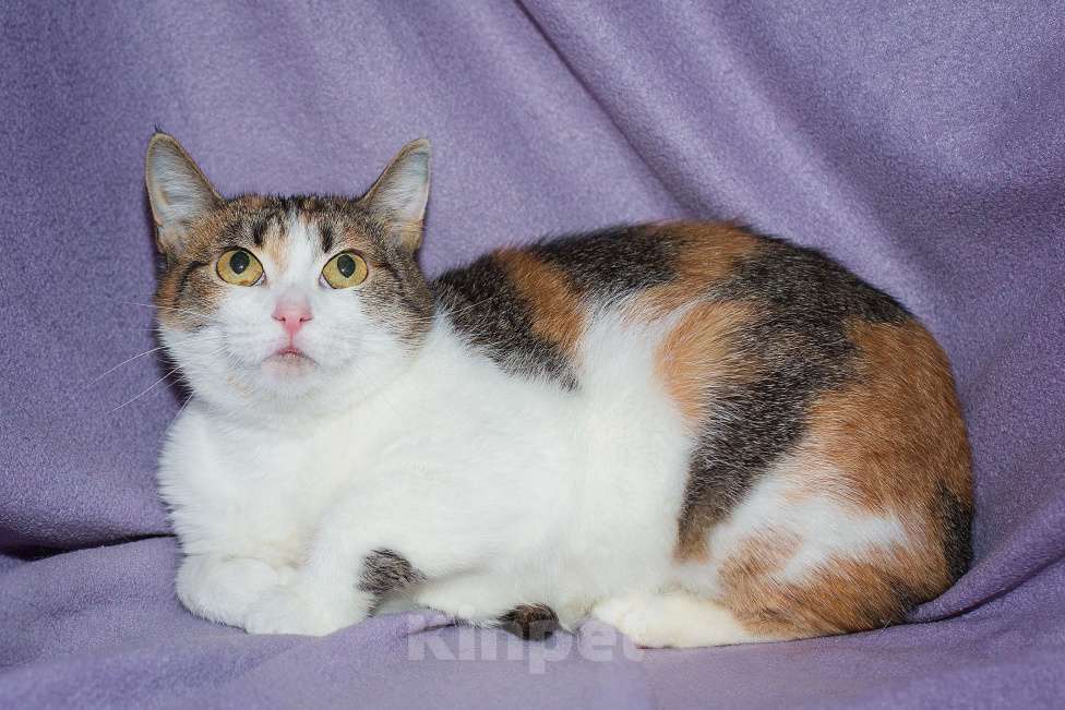 Кошки в Москве: Кото-булочное изделие в поисках семьи  Девочка, Бесплатно - фото 5