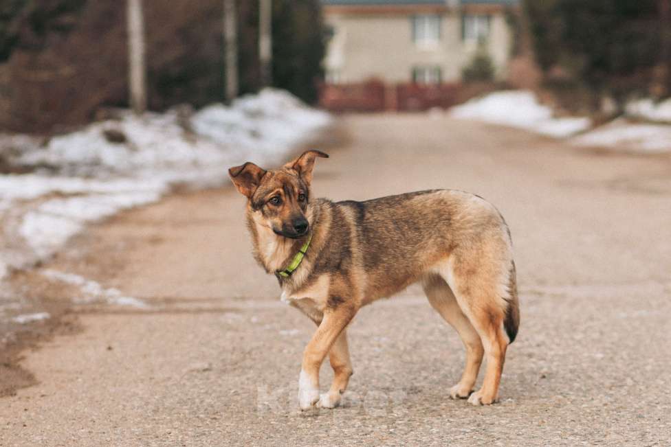 Собаки в Красногорске: Даша, 6 месяцев  Девочка, Бесплатно - фото 5