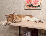 Кошки в Щелково: Рыжий котик молодой потерялся в Щелково Мальчик, 10 000 руб. - фото 3