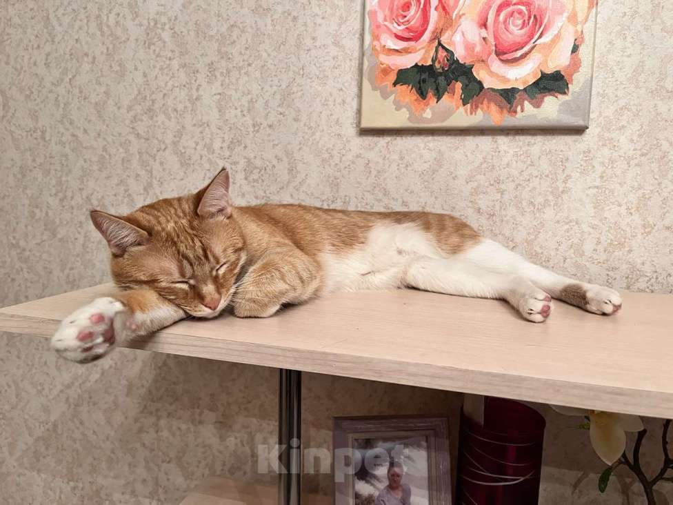 Кошки в Щелково: Рыжий котик молодой потерялся в Щелково Мальчик, 10 000 руб. - фото 3