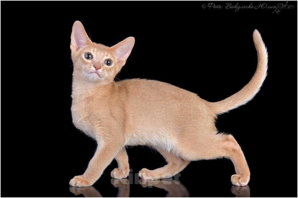Кошки в Москве: Абиссинский котенок фавн Мальчик, 180 000 руб. - фото 1