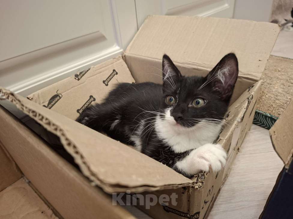 Кошки в Москве: Чернушка в добрые руки. Девочка, Бесплатно - фото 3