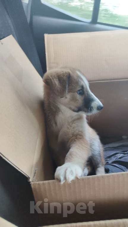 Собаки в других городах Московской области: Пупырка Девочка, Бесплатно - фото 8