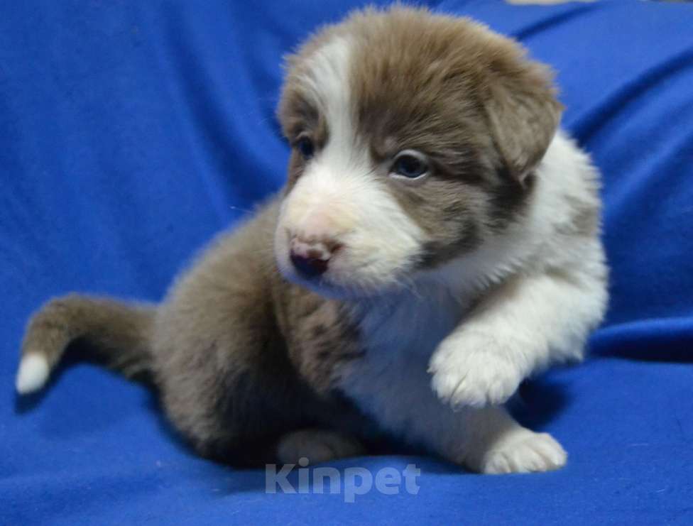 Собаки в Москве: Бордер Колли лиловый Мальчик, 100 000 руб. - фото 3